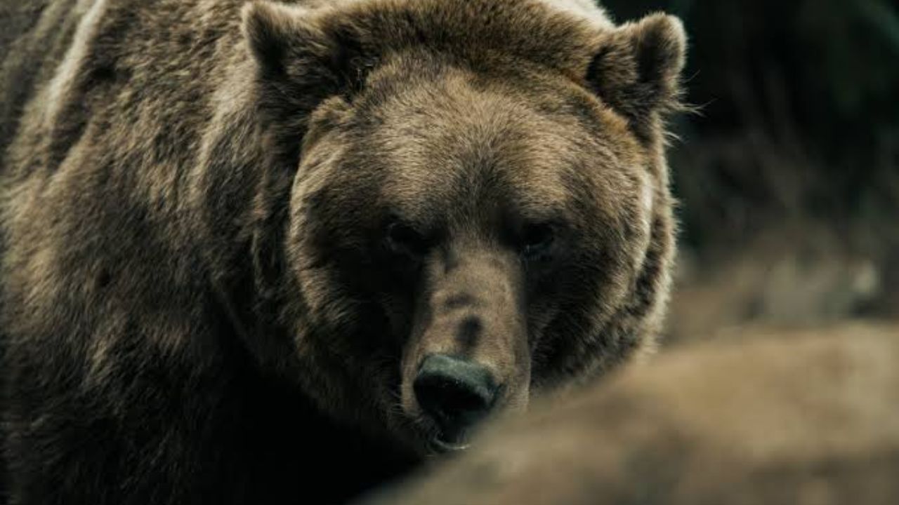 Brown Bear Attacks Hiker on South Anchorage Trail, Leaves Injuries Before Disappearing Into Dense Brush
