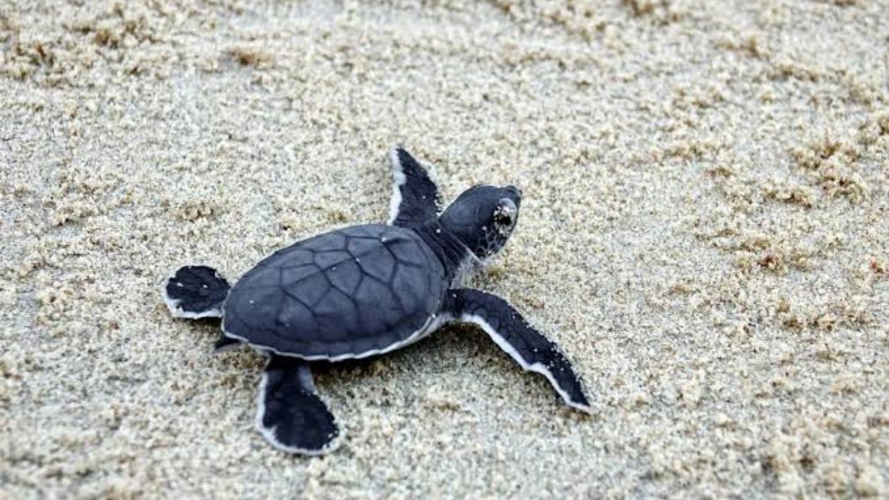 Dozens of South Carolina Beachfront Homes Violate Sea Turtle Lighting Rules During Nesting Season