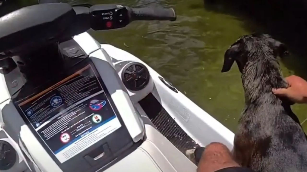Florida Deputy Rescues Dog Trapped in Weeki Wachee River While Chasing Giant Stick