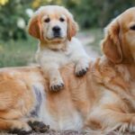 Heartwarming Moment Between a Calico Cat and Golden Retriever Puppy Is Melting Hearts Online