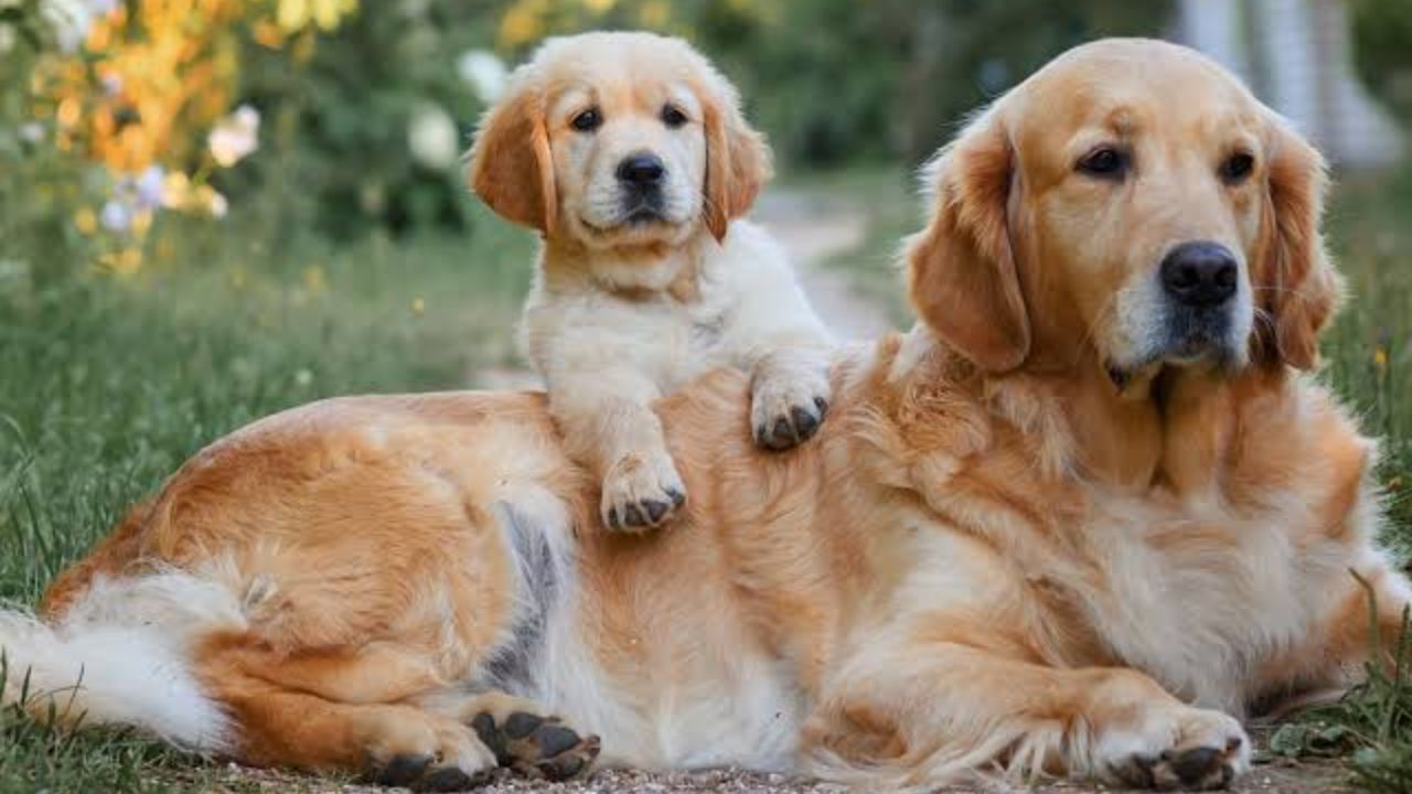 Heartwarming Moment Between a Calico Cat and Golden Retriever Puppy Is Melting Hearts Online