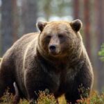 Human Remains Found on Colorado's Grand Mesa After Black Bear Reportedly Fed on Body
