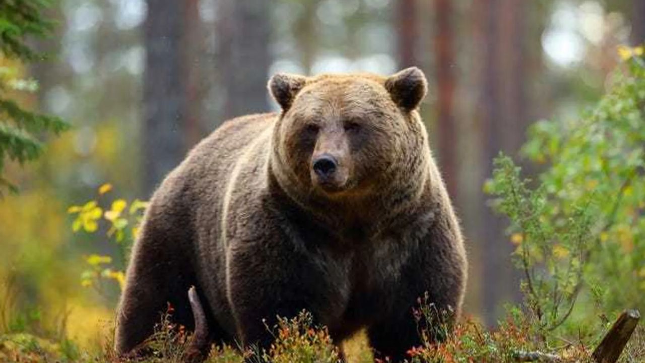 Human Remains Found on Colorado's Grand Mesa After Black Bear Reportedly Fed on Body