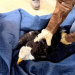 Is Jackie the Big Bear Bald Eagle Injured Fans Await Official Confirmation