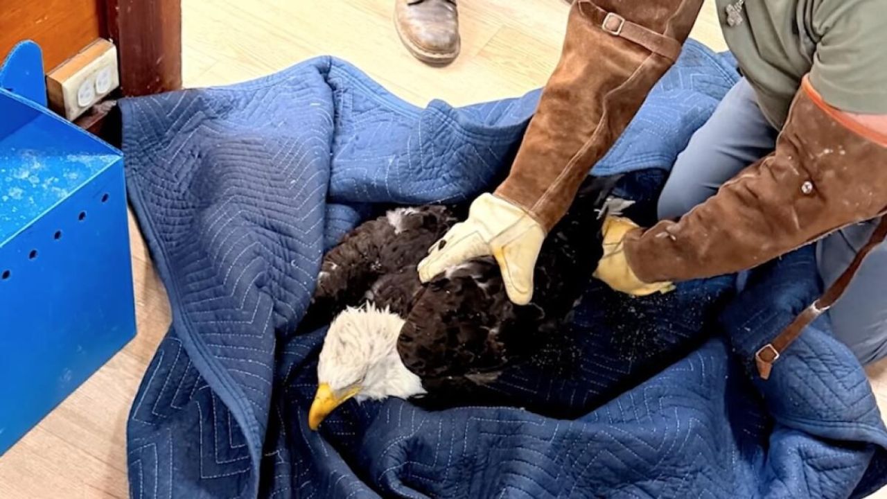 Is Jackie the Big Bear Bald Eagle Injured Fans Await Official Confirmation