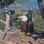 Jackie the Big Bear Bald Eagle Remains in Critical Condition as Tests Continue