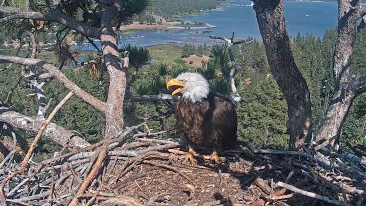 Jackie the Big Bear Bald Eagle Remains in Critical Condition as Tests Continue