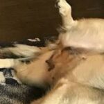 Rescue Dog Braveheart Wins Hearts as Foster Dad Shares His Emotional Recovery Journey
