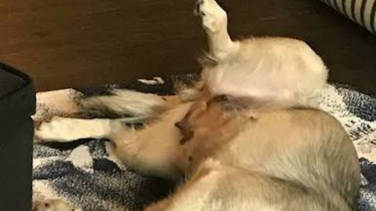 Rescue Dog Braveheart Wins Hearts as Foster Dad Shares His Emotional Recovery Journey